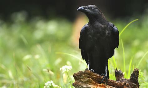 Raven Symbolism & Meaning (+Totem, Spirit & Omens) – Pet News Live