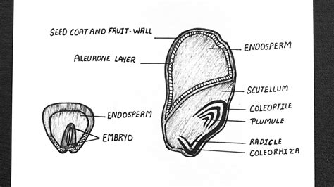 Structure Of Monocotyledonous Seed || Diagram Of Monocotyledonous Seed || Class 11 || Biology ...