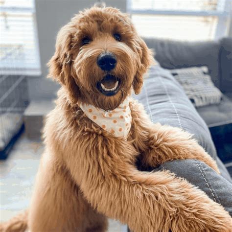 Goldendoodle Generations Explained (F1, F1B, F1BB, F2, F2B, F2BB, F3 ...