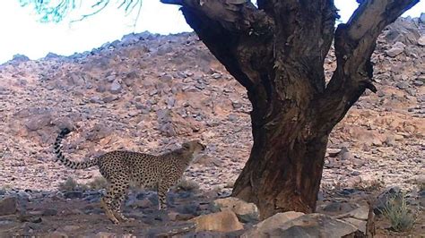 Saharan Cheetah filmed at Ahaggar, southern Algeria - MaghrebOrnitho