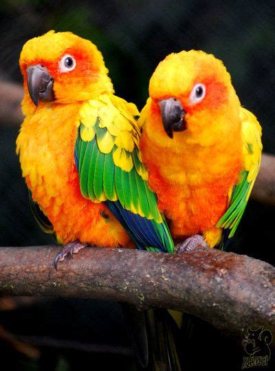 Breeding Tips For Sun Conure - Breeding Mania