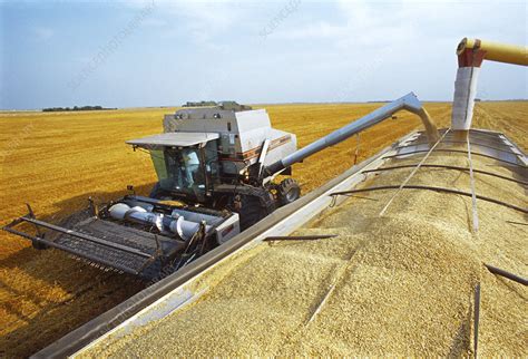 Harvesting oats - Stock Image - E770/1574 - Science Photo Library