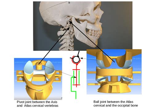 Scheme of the two first vertebrae of the neck. 3D models extracted from ...