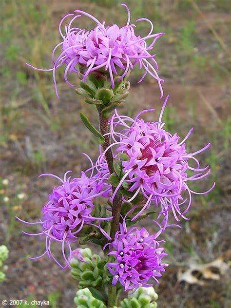 Liatris aspera (Rough Blazing Star): Minnesota Wildflowers