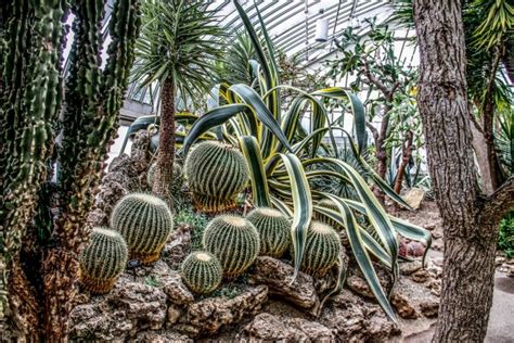 Did You Know About These Interesting Facts About Desert Plants? | Blog ...