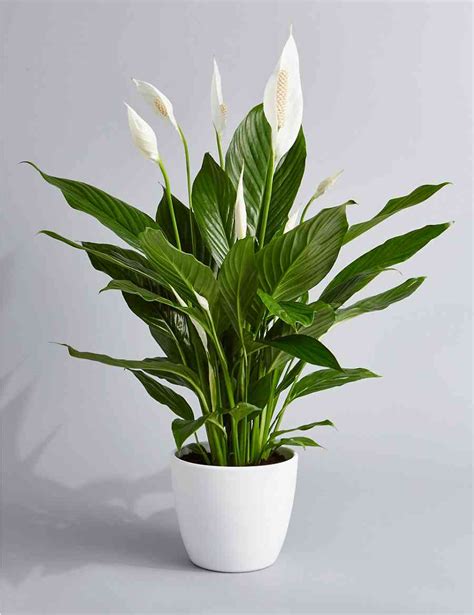 Peace lily plant by Rileys Florist