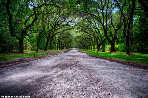 Tony Walton: Savannah Georgia, Wormsloe. Oak Trees lining a street with ...