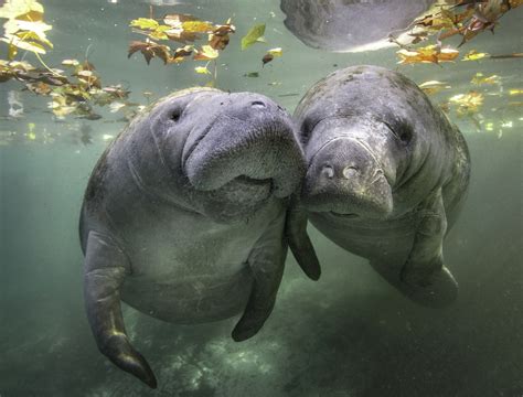 History of Manatees Across World’s Oceans Tracked by New Research ...