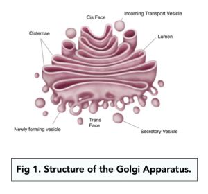 Eukaryotic Cells: The Golgi Apparatus and Lysosomes (A-level Biology) - Study Mind