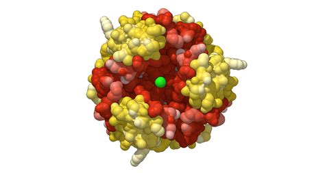 Novolog Insulin Hexamer - Biologic Models