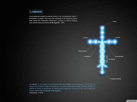 Faithful Daughters: Laminin | Colossians, Molecules, Colossians 1 15