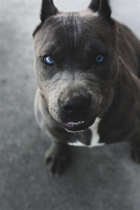 Pin by Dantheman' on Landscapes & Lion's | Pitbull terrier, Beautiful ...