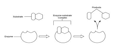 Enzyme Substrate Diagram