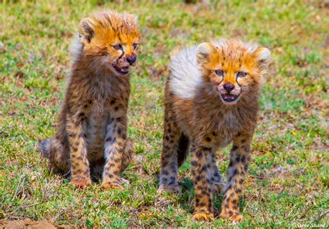 Africa-Two Little Cheetah Cubs | Serengeti National Park, Tanzania 2021 | Steve Shames Photo Gallery