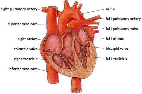 bicuspid valve (mitral valve)