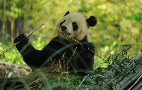 US-born panda Tai Shan celebrates 12th birthday in SW China’s Sichuan ...