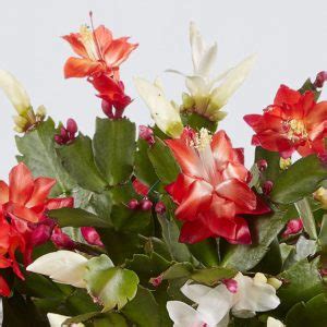 Christmas Cactus 101 & Care Essentials | plants.com