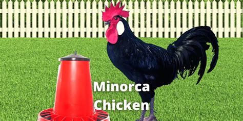 Minorca Chicken: Eggs, Size, Color, Characteristics & Pictures