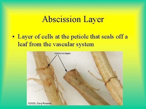 Plant Responses and Adaptations Chapter 25 Biology II