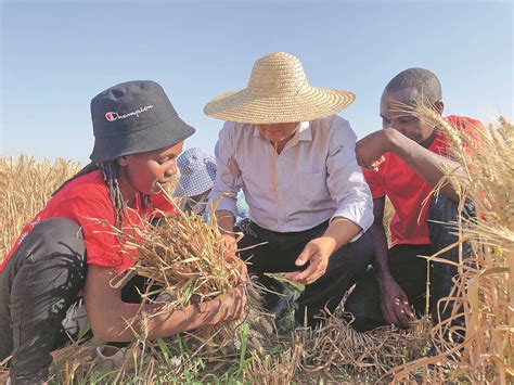 African students lend harvesters a hand in Hebei_Culture