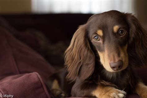 Alphy, longhaired chocolate/cream miniature dachshund | Long haired ...