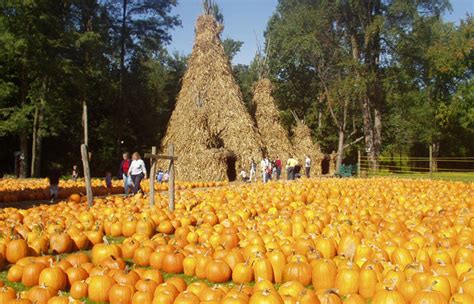 Expert Tips for Selecting Pumpkin Seeds | Harris Seeds