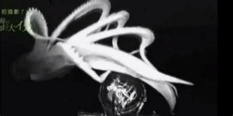 Discovery Channel Hunt For The Giant Squid - Business Insider