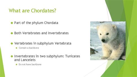 Phylum Chordata Vertebrates What are Chordates Part of