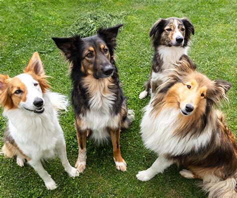 Why Mixed Breed Dogs Are Healthier