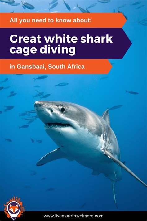 All you need to know about white shark cage diving in South Africa | Shark cage diving, White ...