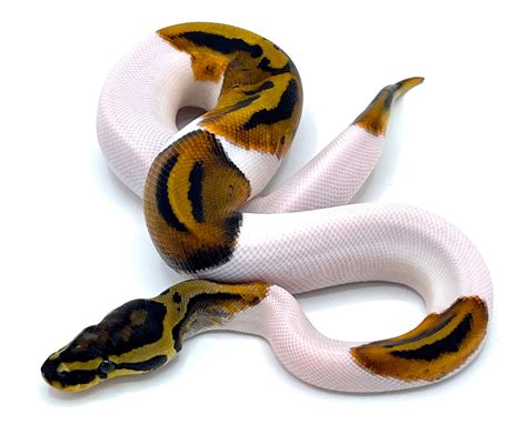 Pied Ball Python – Reptile Pets Direct