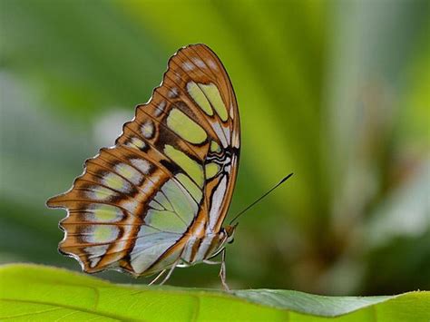 Butterfly Wing Structure and Function | BUG UNDER GLASS