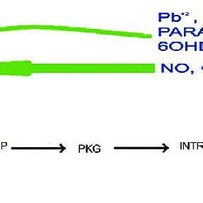 Structure of soluble guanylate cyclase | Download Scientific Diagram