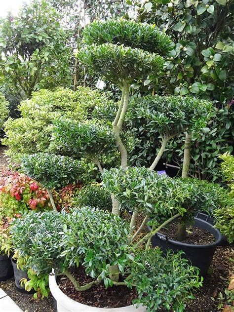 Ilex Crenata Pom Pom Trees. Japanese Holly Garden Bonsai