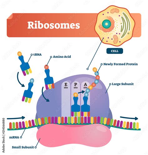 Ribosomes vector illustration. Anatomical and medical labeled scheme with tRNA, Amino acid ...