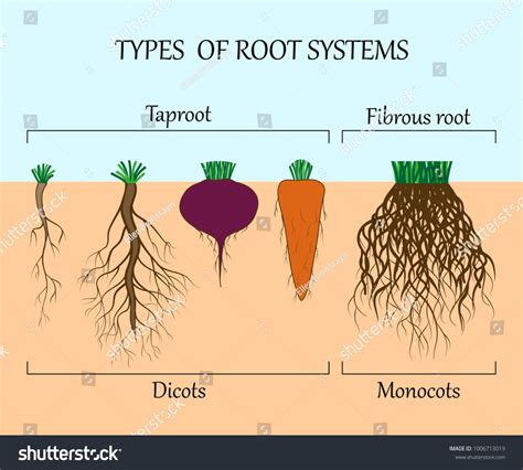 Types Root Systems Plants Monosots Dicots Stock Vector (Royalty Free) 1006713019 Shutterstock