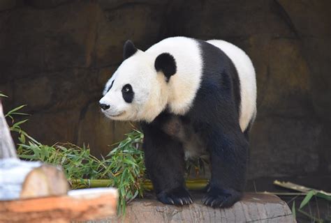 Descubre las características del oso panda gigante | Nubika