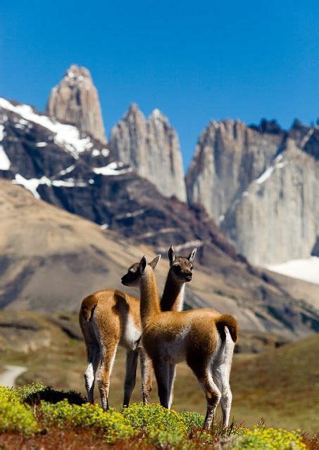 Hiking & Wildlife Tours » EcoCamp Patagonia | Torres del paine national ...