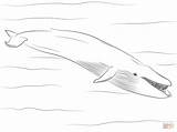 Blue Whale coloring Page  Free Printable Coloring Pages sketch template