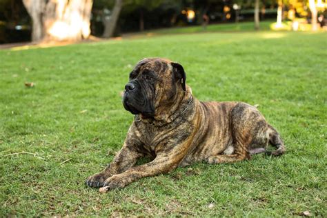 Bullmastiff Colors: A Handy Guide To Bullmastiff Coat Colors