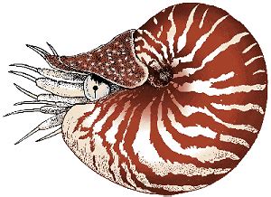 Nautilus Definition & Meaning - Merriam-Webster