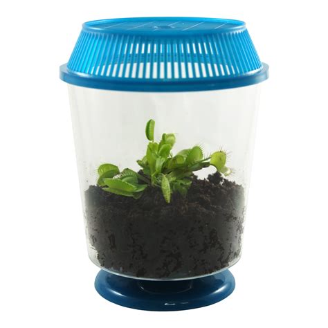 Venus Flytrap Terrarium Kit: Snappy Fly Trappers - Nature Gift Store