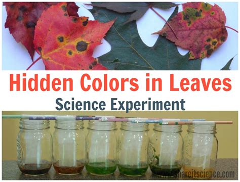 Share it! Science : Science Experiment: The Hidden Colors in a Leaf