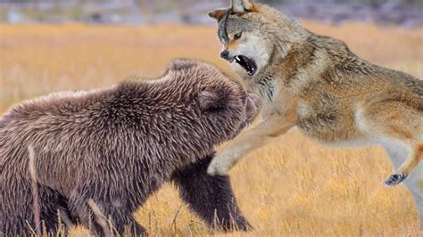 Bear and Wolf fighting in Yellowstone - YouTube