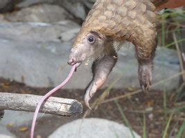 The Happy Pangolin | champagnewhisky