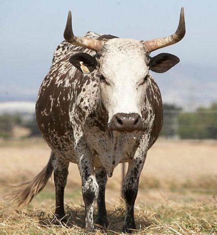 Nguni cattle - Alchetron, The Free Social Encyclopedia