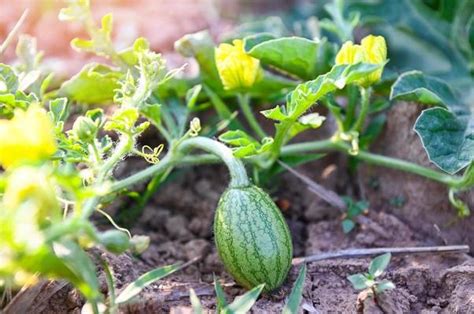 Watermelon Field Stock Photos, Images and Backgrounds for Free Download