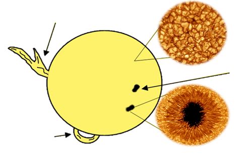 Sun Surface Features Diagram | Quizlet