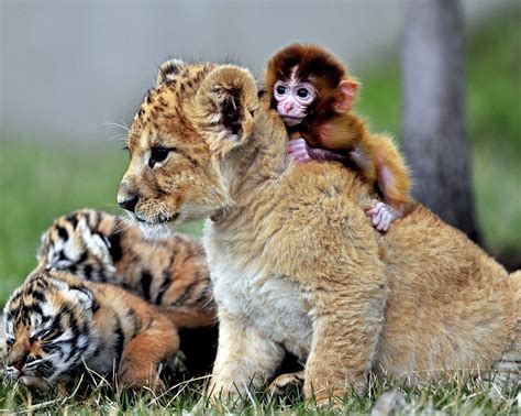 Cute Animal Wallpapers, Puffy, Hd Wild Life Photos, Pet Images, High Resolution Backgrounds ...