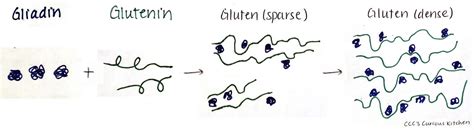 Gluten: An Introduction – CCC's Curious Kitchen